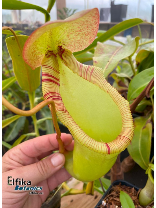 Nepenthes ventricosa x ephippiata (fem.)