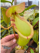 Nepenthes ventricosa x ephippiata (fem.)