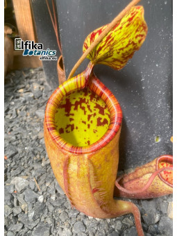 Nepenthes palawanensis 'Hulk' (mâle)