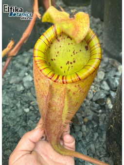 Nepenthes palawanensis 'Hulk' (mâle)