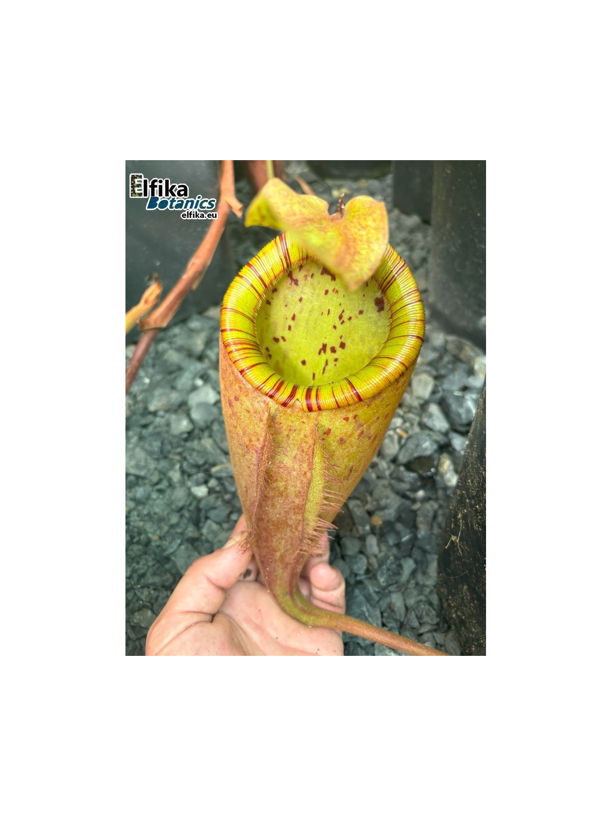 Nepenthes palawanensis 'Hulk' (mâle)