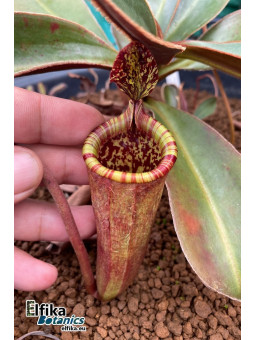 Nepenthes attenboroughii 'Wilt'