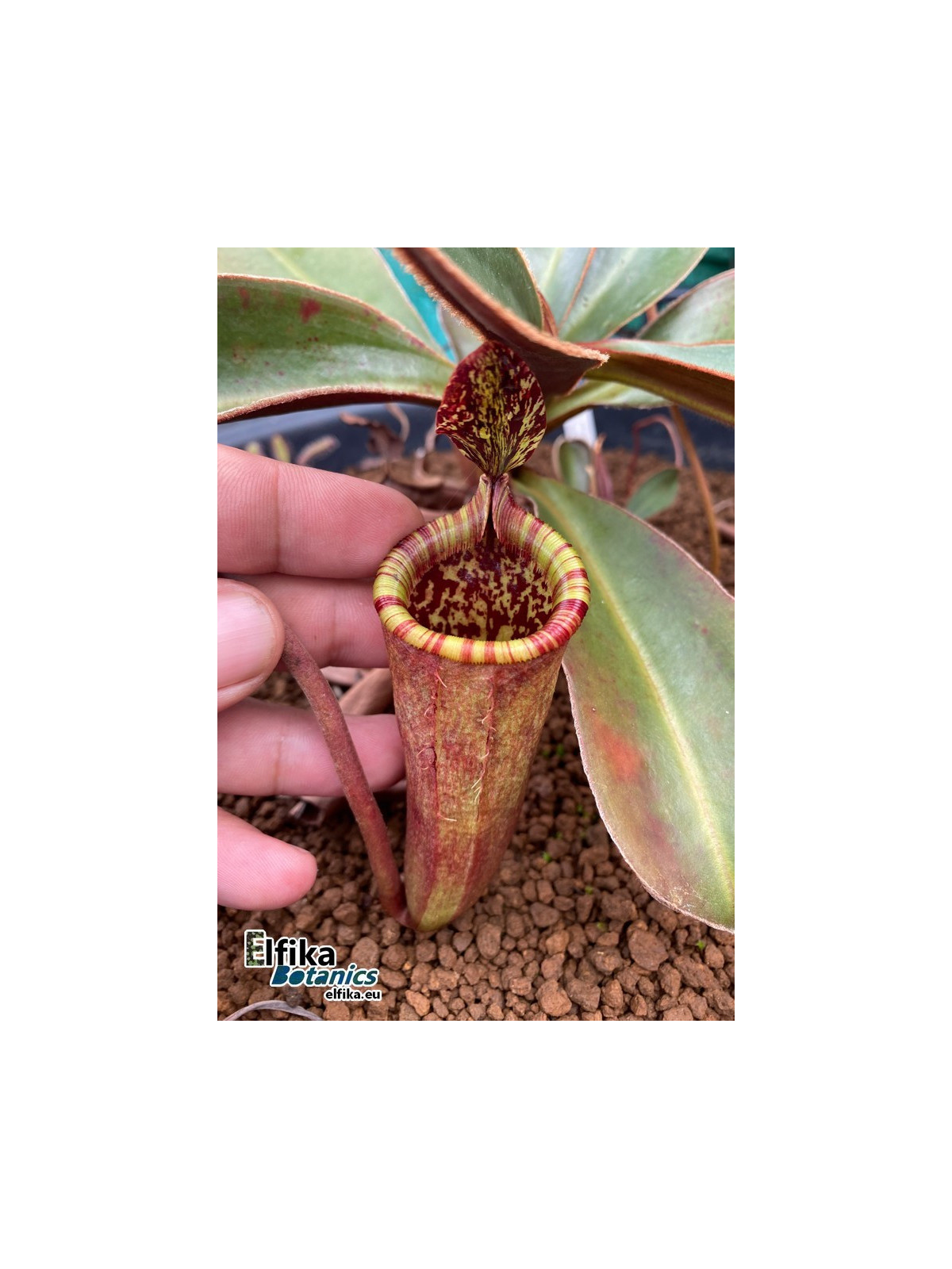 Nepenthes attenboroughii 'Wilt'