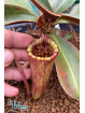 Nepenthes attenboroughii 'Wilt'