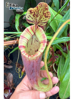 Nepenthes glandulifera x (mira x lowii) (male)