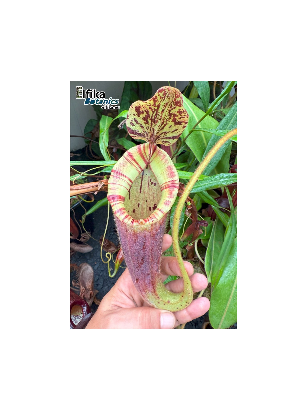 Nepenthes glandulifera x (mira x lowii) (male)