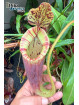 Nepenthes glandulifera x (mira x lowii) (male)