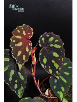 Begonia madaiensis (EBc4)