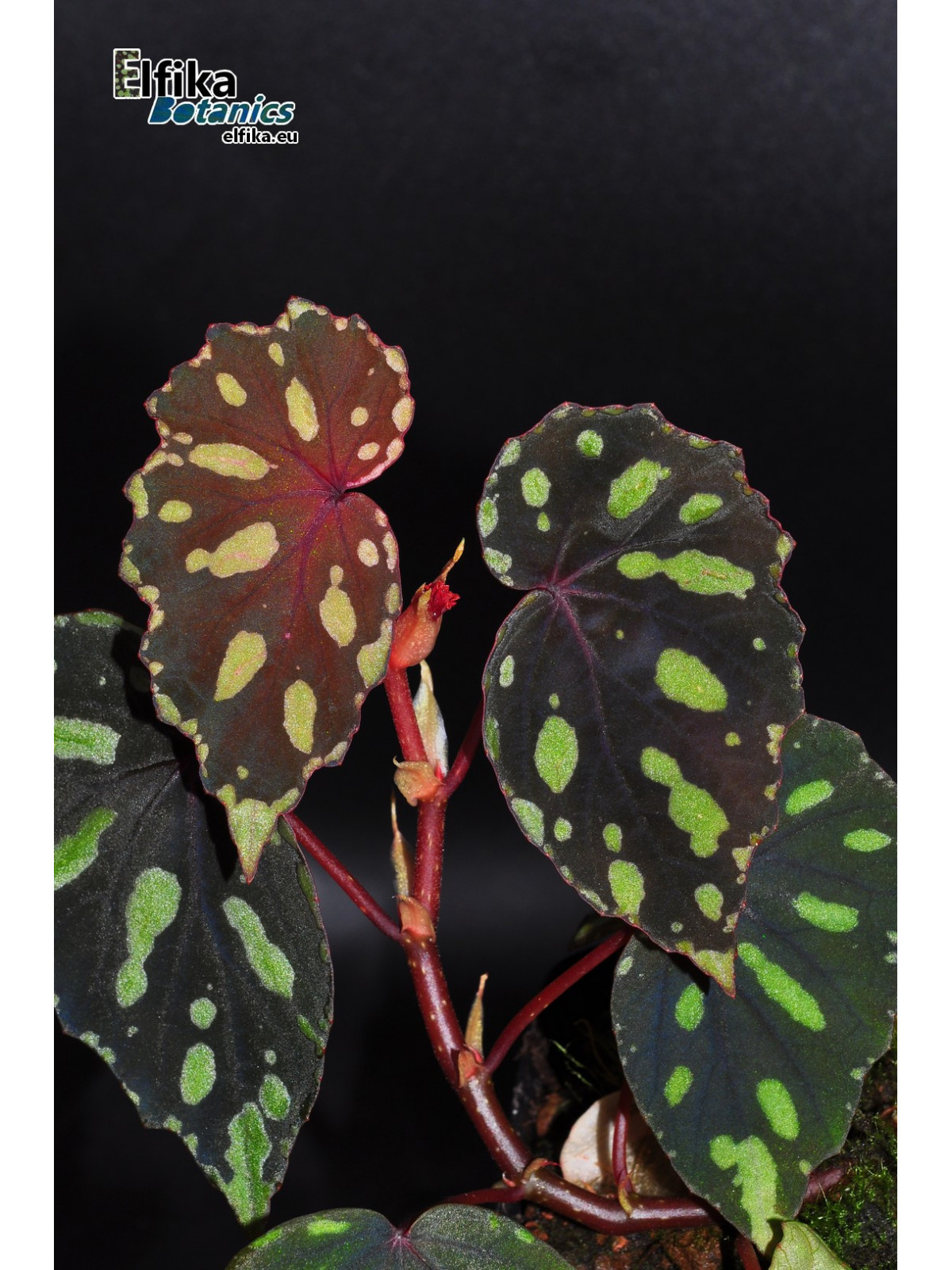 Begonia madaiensis (cl. 4)