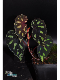 Begonia madaiensis (cl. 4)