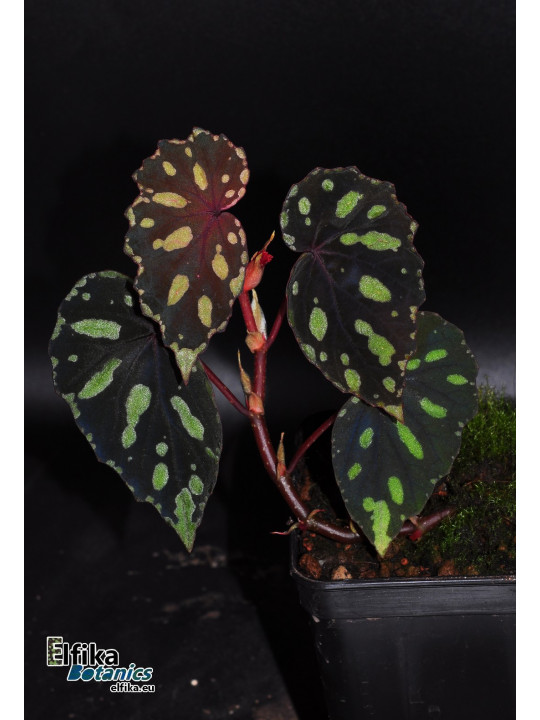 Begonia madaiensis (cl. 4)