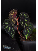 Begonia madaiensis (cl. 4)