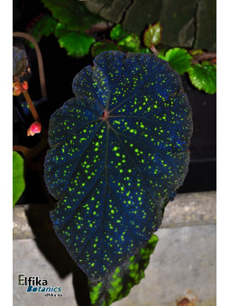 Begonia tenuifolia (EB.YS1)