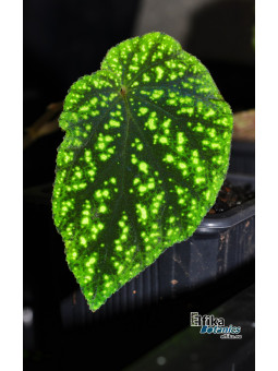 Begonia tenuifolia (EB.YS1)