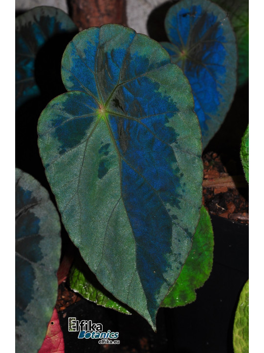 Begonia burkillii (Silver Edge, femelle)