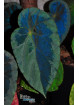 Begonia burkillii (Silver Edge, femelle)