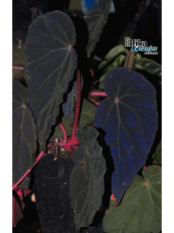 Begonia burkillii (Dark, female)