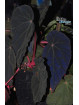 Begonia burkillii (Dark, female)