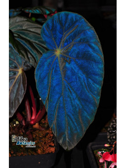 Begonia burkillii (Dark Blue, female)