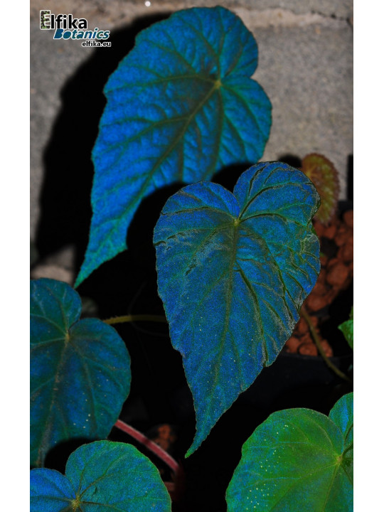 Begonia pavonina x cathayana