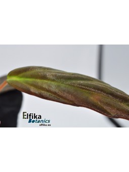 Begonia x Marobogneri