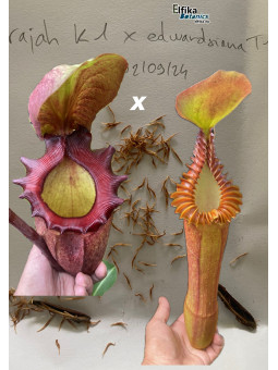 Nepenthes rajah K1x edwardsiana T1
