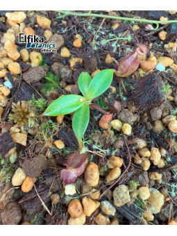 Nepenthes rajah K1x edwardsiana T1