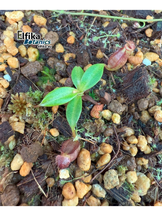 Nepenthes rajah K1x edwardsiana T1
