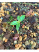 Nepenthes rajah K1x edwardsiana T1