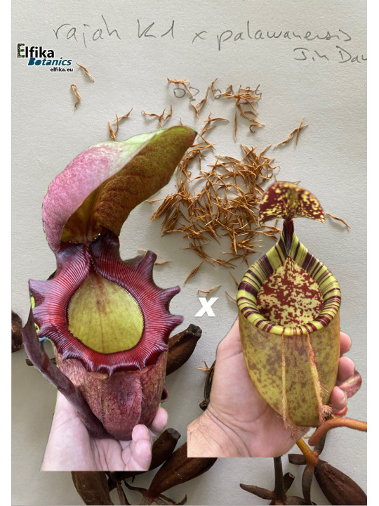 Nepenthes rajah K1x palawanensis Jin Dan