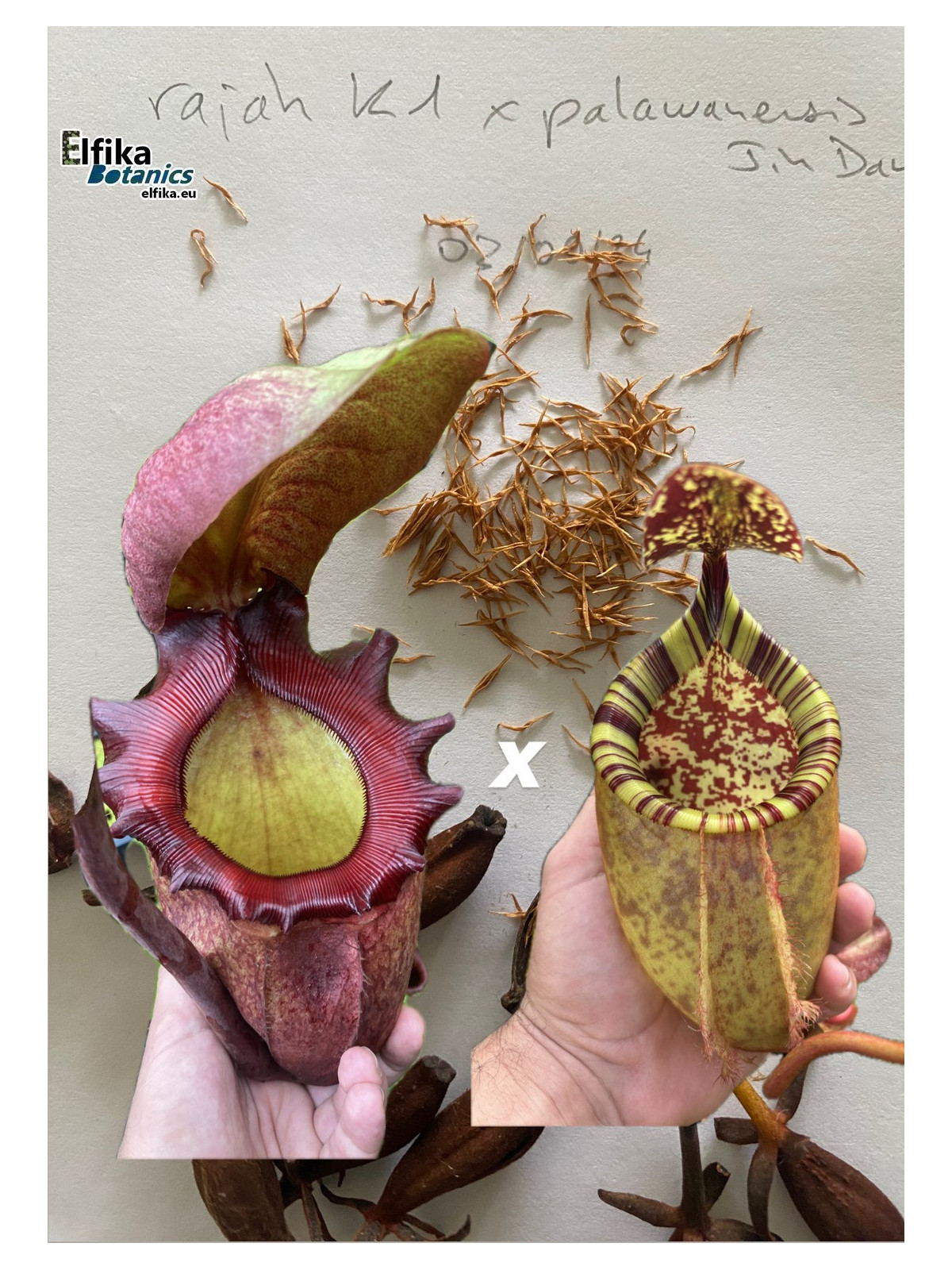 Nepenthes rajah K1x palawanensis Jin Dan