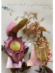 Nepenthes rajah K1x palawanensis Jin Dan