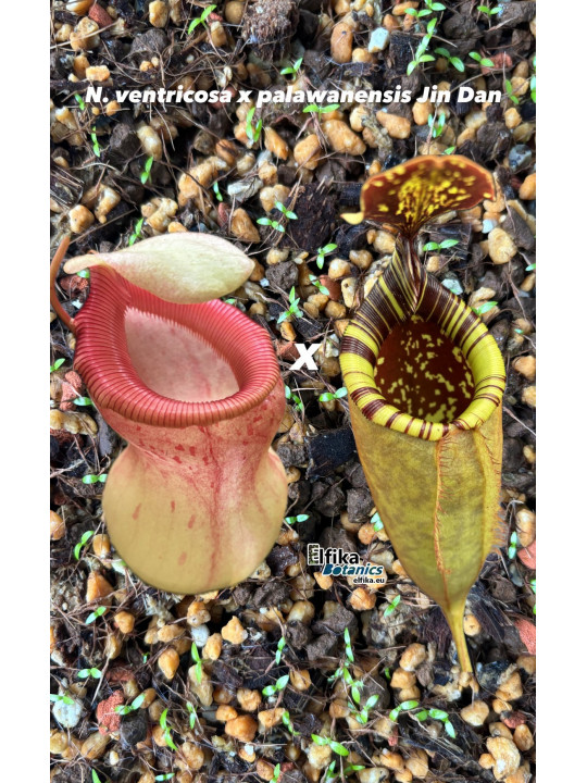 Nepenthes ventricosa x palawanensis Jin Dan