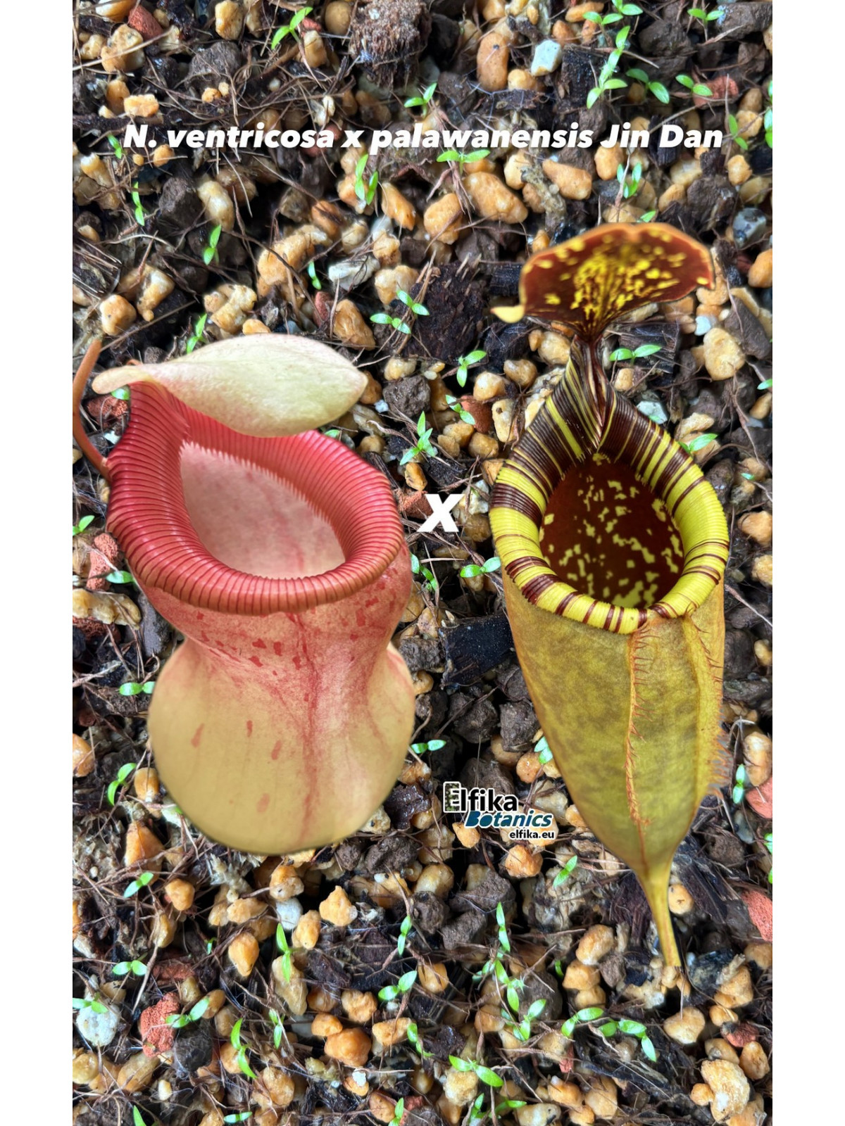 Nepenthes ventricosa x palawanensis Jin Dan