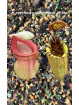 Nepenthes ventricosa x palawanensis Jin Dan