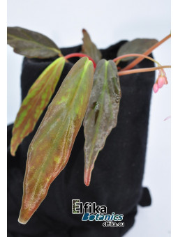Begonia x marobogneri