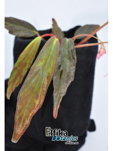 Begonia x marobogneri