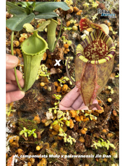 Nepenthes campanulata Mulu x palawanensis Jin Dan