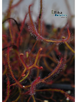 Drosera binata 'Multifida'