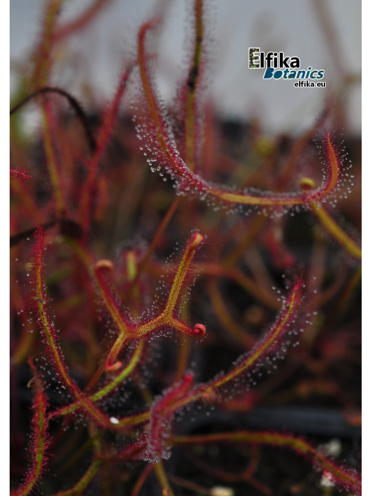 Drosera binata 'Multifida'