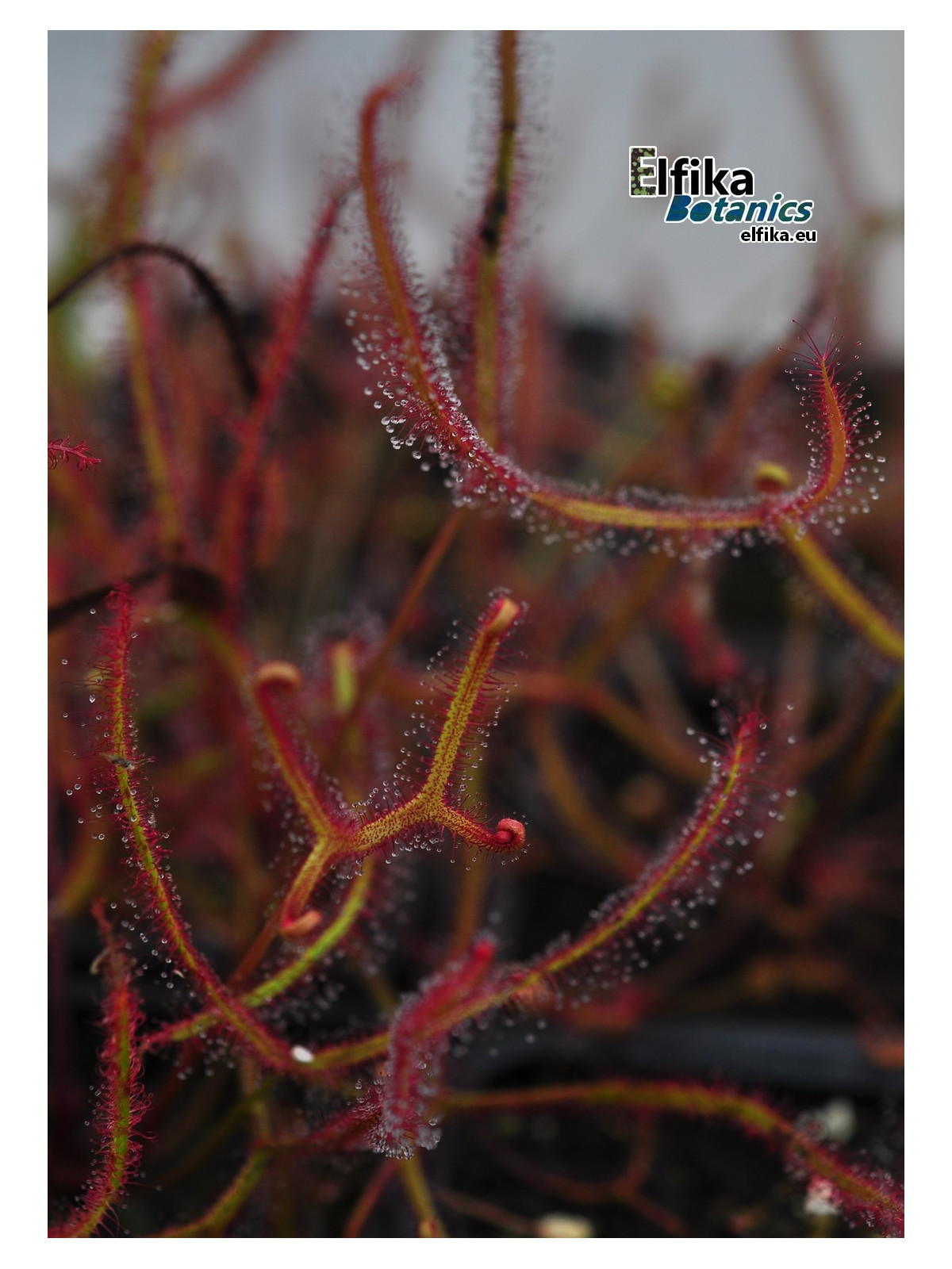 Drosera binata 'Multifida'