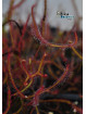 Drosera binata 'Multifida'