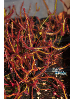 Drosera binata 'Multifida'