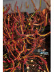 Drosera binata 'Multifida'