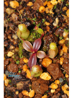 Nepenthes campanulata Mulu x palawanensis Jin Dan