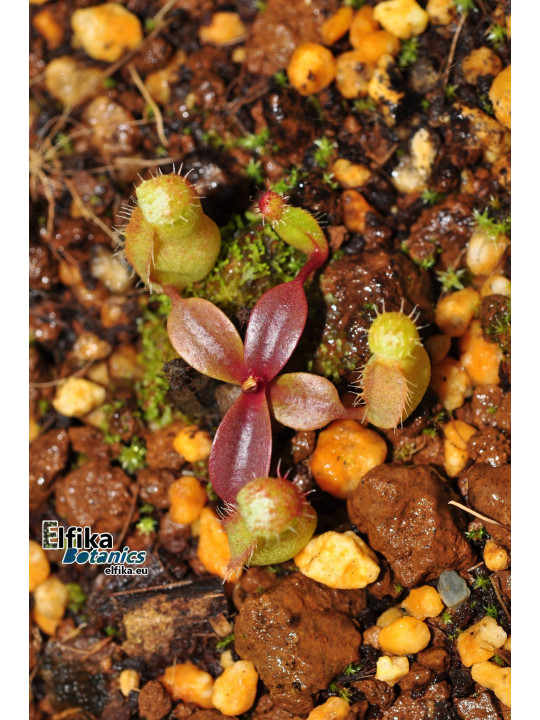 Nepenthes campanulata Mulu x palawanensis Jin Dan