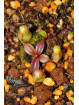 Nepenthes campanulata Mulu x palawanensis Jin Dan