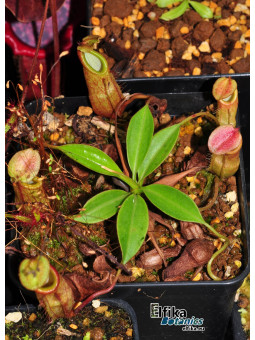 Nepenthes gantungensis