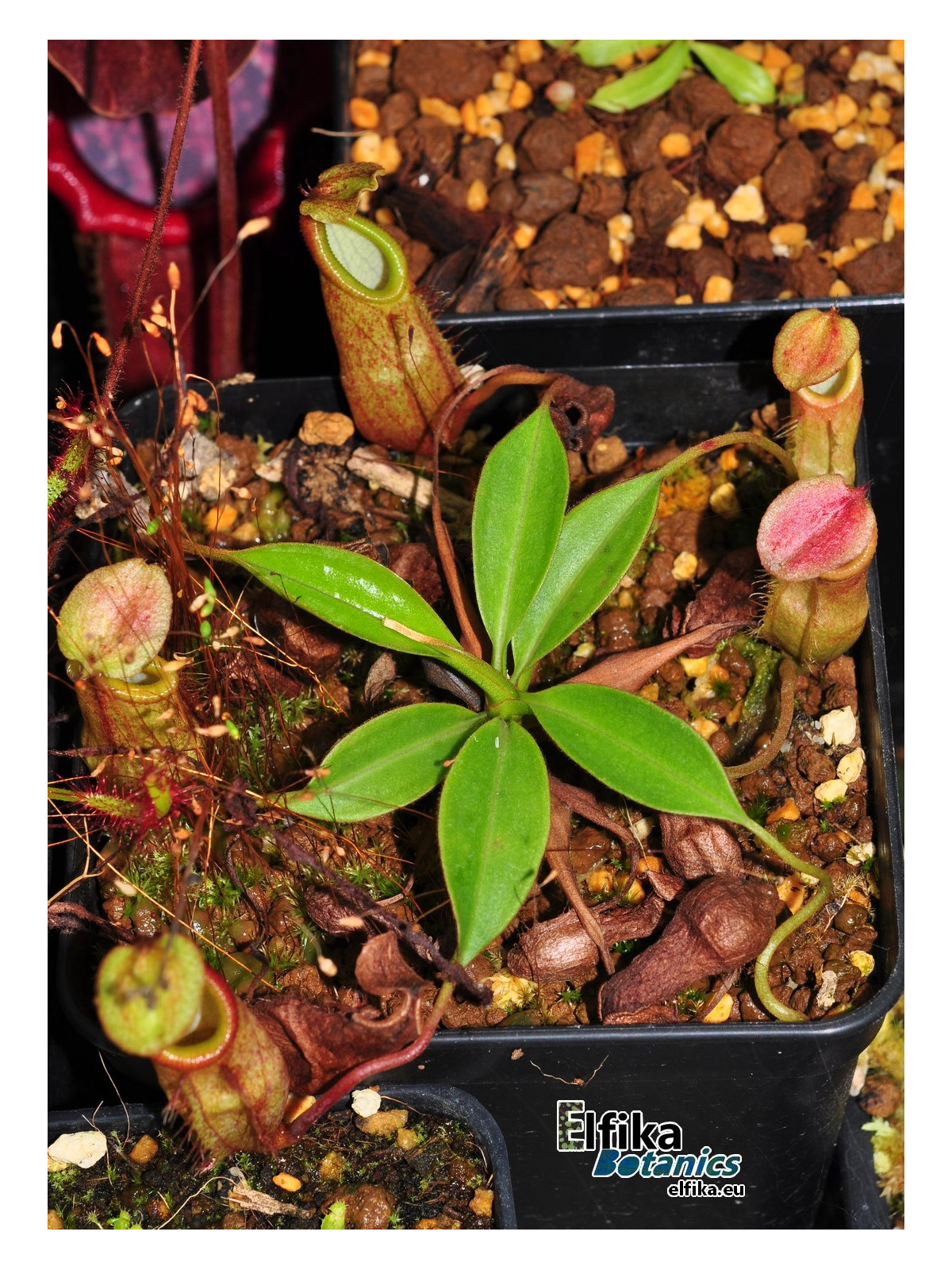 Nepenthes gantungensis