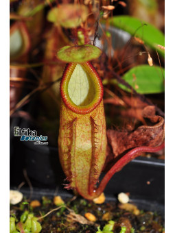 Nepenthes gantungensis